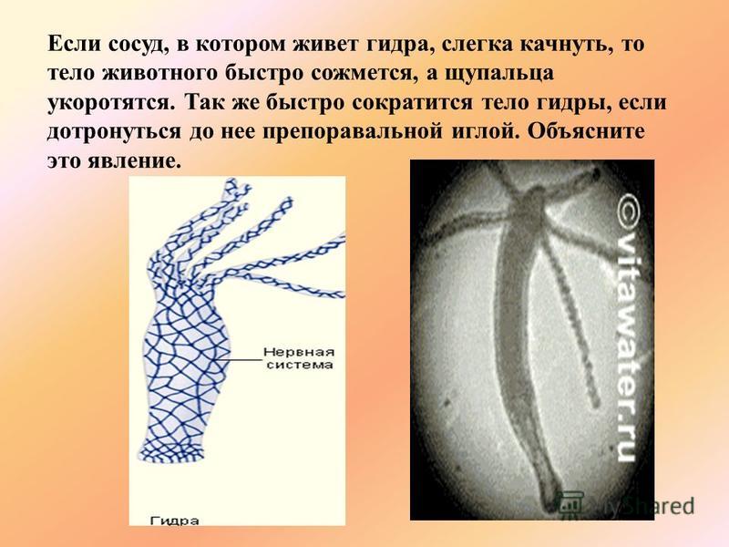 Kraken даркнет маркет